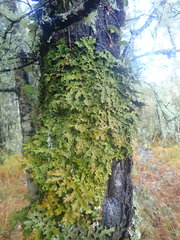 Pseudocyphellaria physciospora