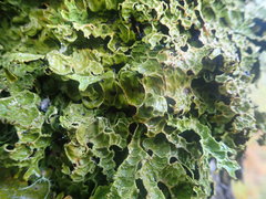 Pseudocyphellaria physciospora