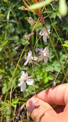 Delphinium hansenii hansenii