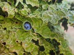 Pseudocyphellaria physciospora