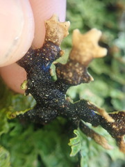 Pseudocyphellaria physciospora