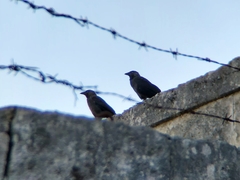 Corvus monedula