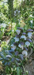 Acanthus mollis