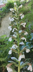 Acanthus mollis