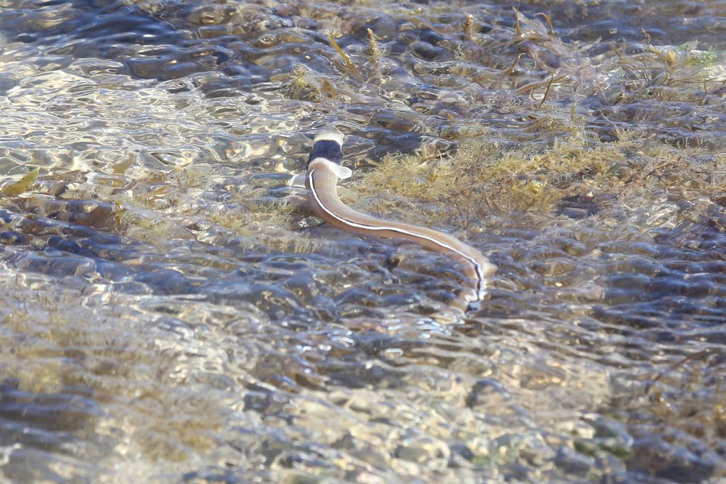 Black-neck Snake Eel