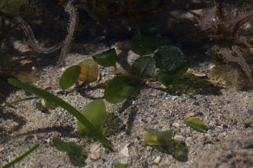 Seagrass (Halophila ovalis)