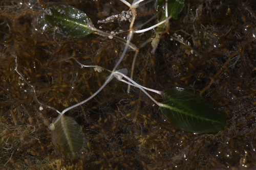 Image of Halophila ovalis by (c) Hugo Innes, some rights reserved (CC BY)