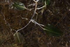 Halophila ovalis