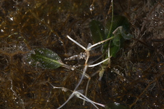 Halophila ovalis