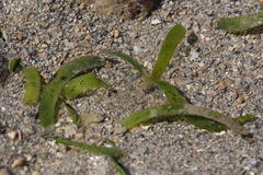 Thalassia hemprichii