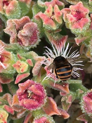 Amegilla quadrifasciata maderae