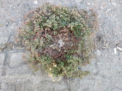 Polycarpon tetraphyllum