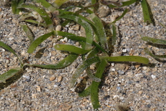 Thalassia hemprichii