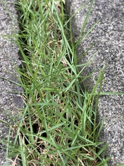 Zoysia