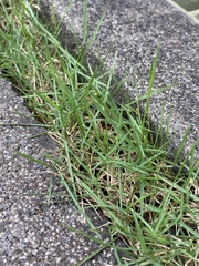 Zoysia