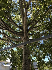 Populus