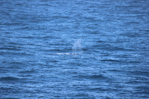 photo of Humpback Whale (Megaptera novaeangliae)