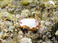 Goniobranchus rubrocornutus