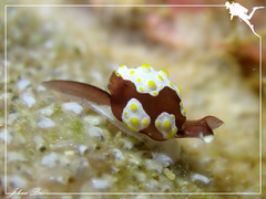 Colpodaspis thompsoni