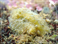 Sclerodoris apiculata