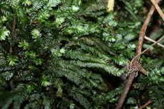 Cyathophorum bulbosum