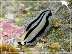 Pseudobiceros gratus