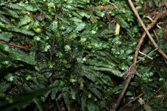 Cyathophorum bulbosum