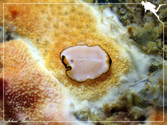 Pseudoceros heronensis