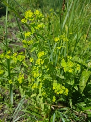 Euphorbia stricta