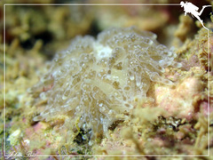 Phestilla lugubris