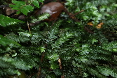 Cyathophorum bulbosum