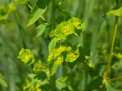 Euphorbia stricta
