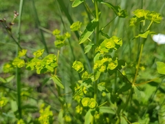 Euphorbia stricta