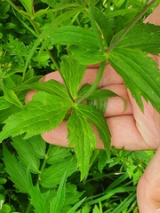 Ranunculus platanifolius