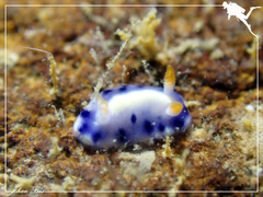 Hypselodoris infucata