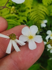 Ranunculus platanifolius