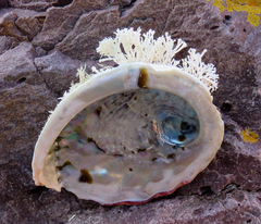 Haliotis midae