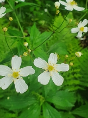 Ranunculus platanifolius