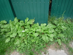 Rumex obtusifolius obtusifolius