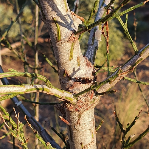Image of Callitris endlicheri by (c) ronavery, some rights reserved (CC BY)