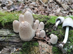 Coprinopsis strossmayeri