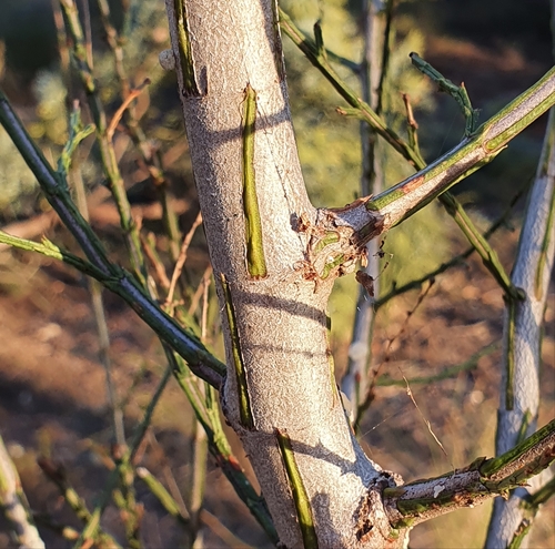 Image of Callitris endlicheri by (c) ronavery, some rights reserved (CC BY)