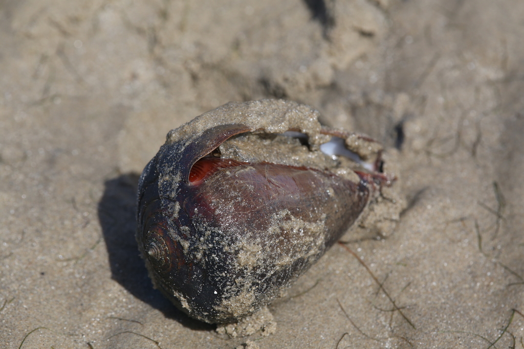 Fig cone