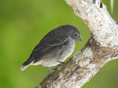 Platyspiza crassirostris