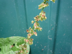 Rumex obtusifolius obtusifolius