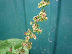Rumex obtusifolius obtusifolius
