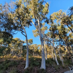 Eucalyptus mannifera