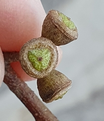 Eucalyptus mannifera