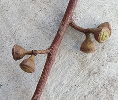 Eucalyptus mannifera