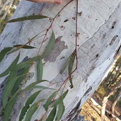 Eucalyptus mannifera